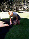 planting